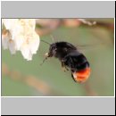 Bombus lapidarius - Steinhummel 03.jpg